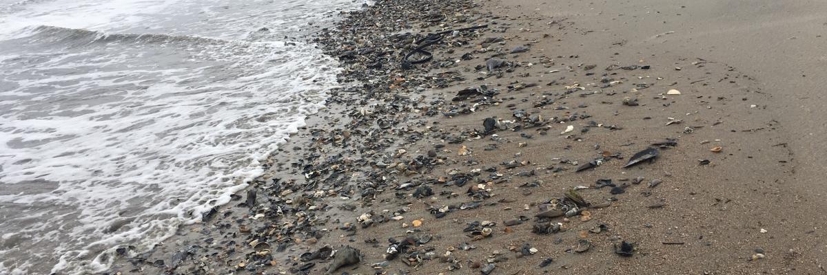 Post Storm Picture of Edisto Beach