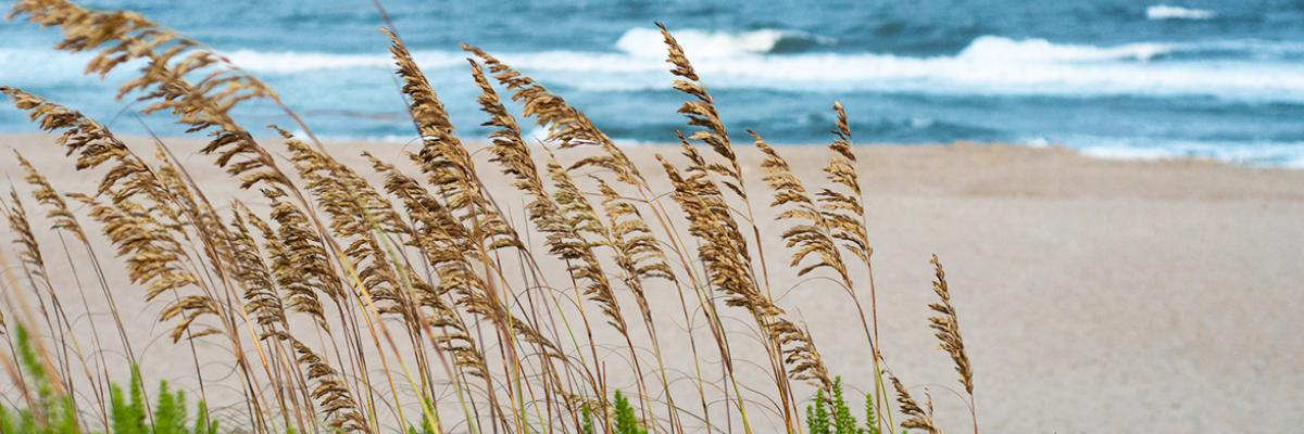 Sea Oats-Picture by James Lee