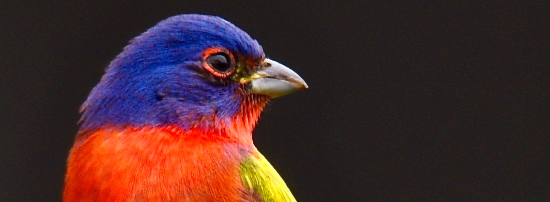 Painted Bunting