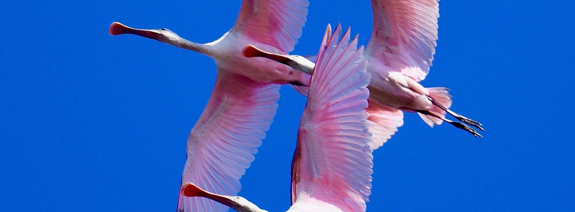 Edisto Beach Roseate Spoonbill