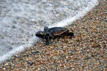 Loggerhead Turtle Hatchling