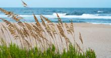 Sea Oats-Picture by James Lee