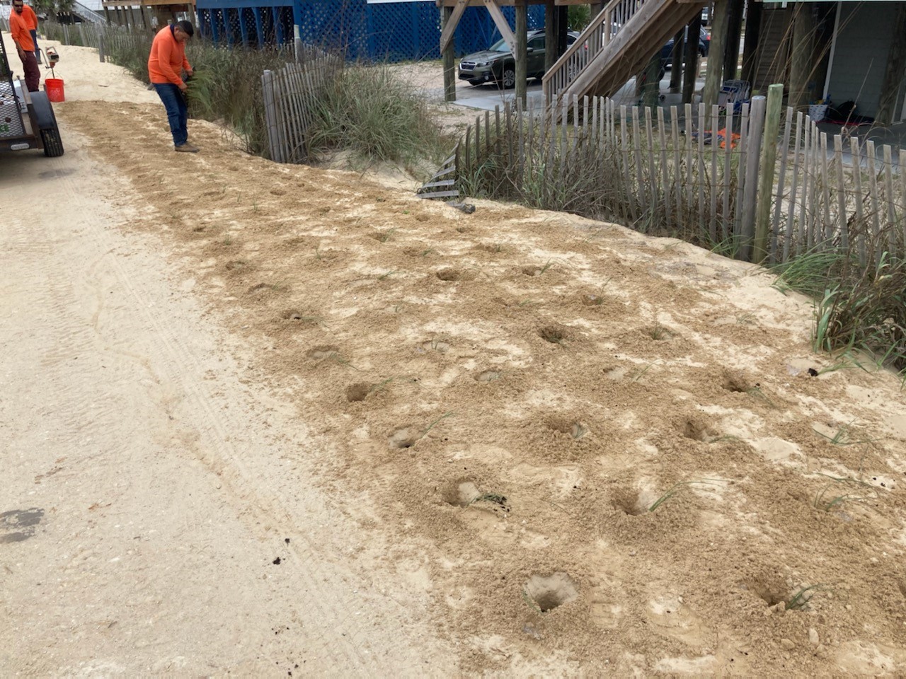 Earthbalance Installing Sea Oats